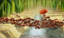 蚂蚁搬食物作文