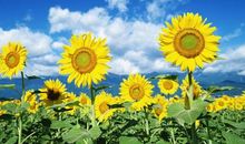 关于太阳花的作文