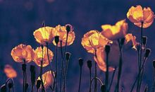 关于雷锋的作文300字