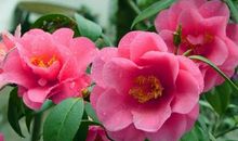 描写山茶花的作文