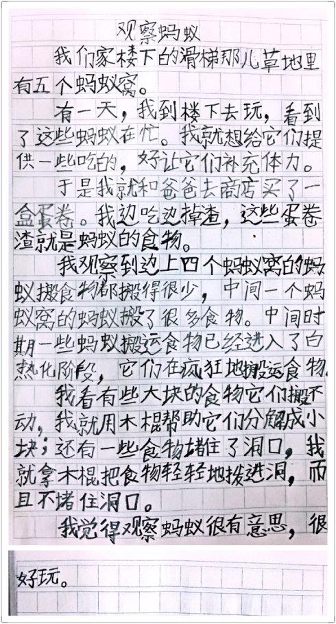 观察蚂蚁组成400字