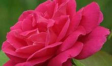 描写月季花的作文