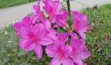 描写杜鹃花的作文