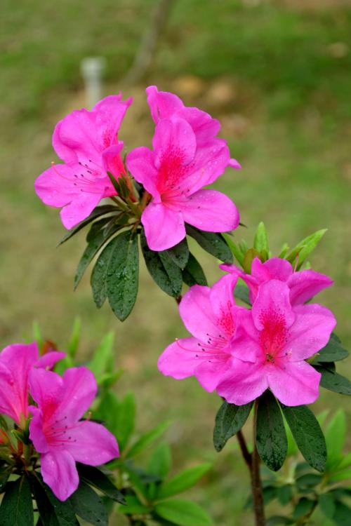 杜鹃花成分