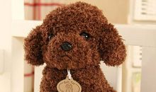 小动物泰迪小学生作文