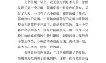 太阳花作文400字