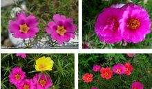 太阳花作文200字