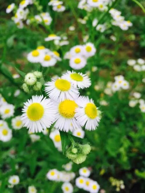 野菊花阅读
