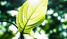 关于青春的散文