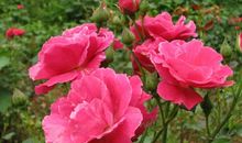 作文身边的风景