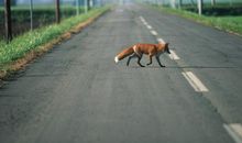 牵着母亲过马路读后感