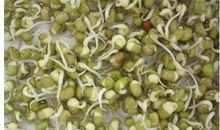 生豆芽观察日记