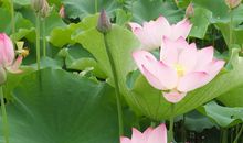 写荷花的作文300字