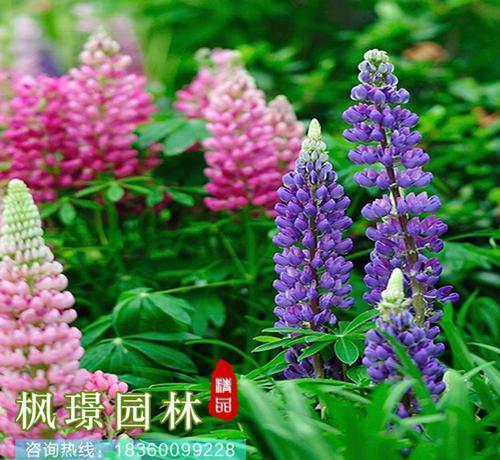 看完吕炳华