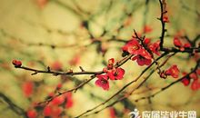 描写梅花的作文