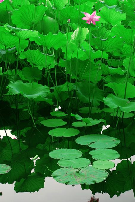 莲花组成