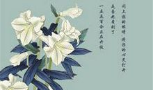 花开不败读后感