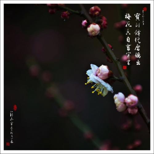 梅花的芬芳来自严寒