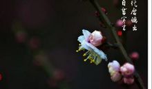 梅花香自苦寒来作文