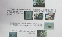 关于植物的观察日记