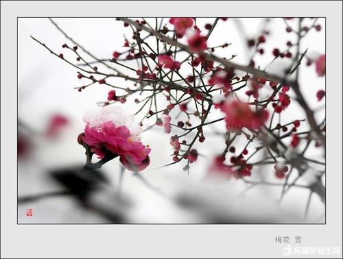 300字写梅花