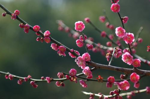 梅花组成500字