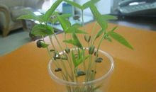 黄豆连续观察日记