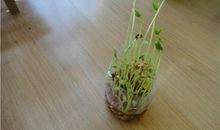 黄豆生长观察日记