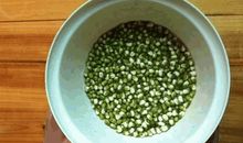 绿豆的观察日记