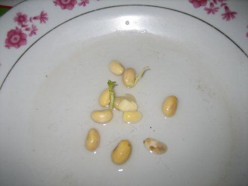大豆观察日记