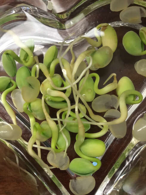 大豆观察日记
