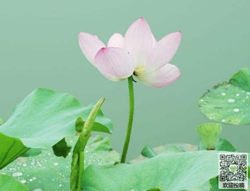 组成描述花