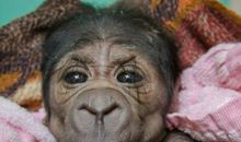 动物给人类的启示