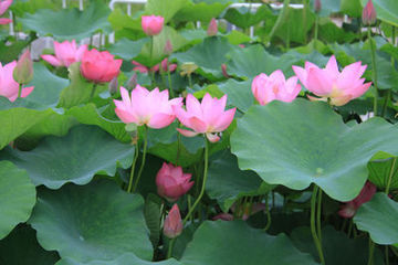 莲花组成