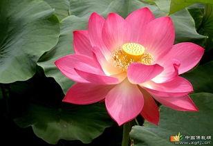 莲花组成