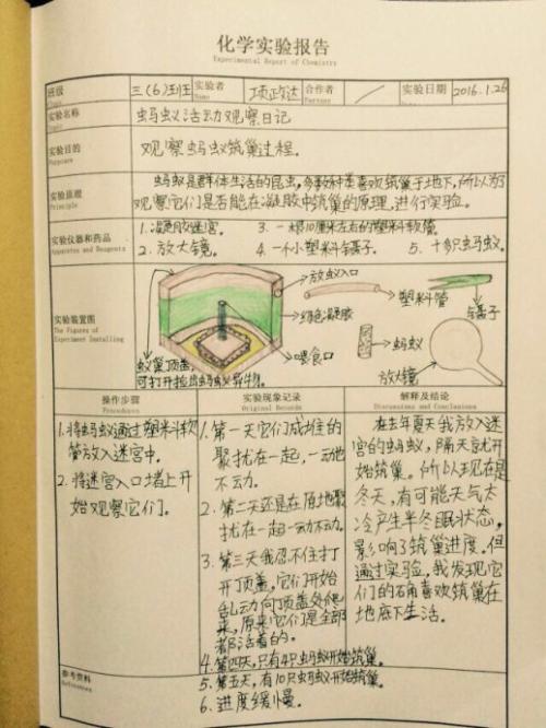 观察蚂蚁日记