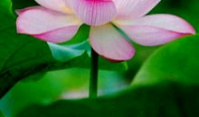 荷塘月色朱自清读后感