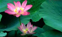 有关荷花的作文