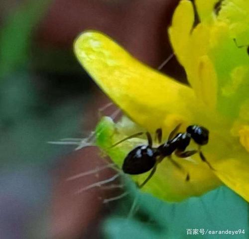 蚂蚁观察日记