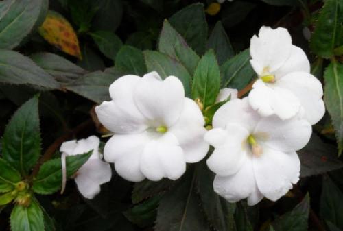 凤仙花成分