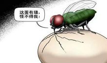 苍蝇给人类的启示