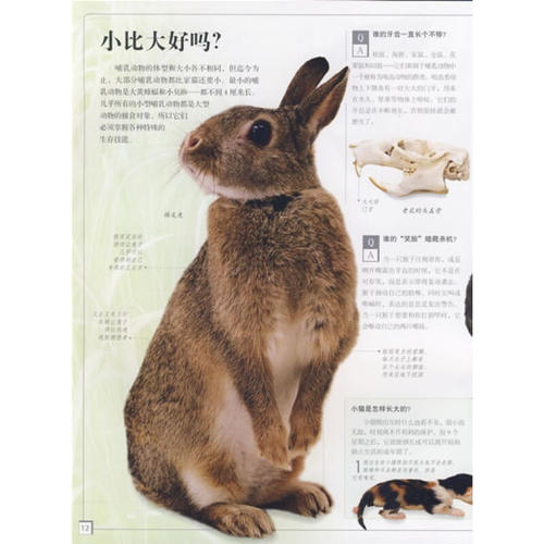 动物的灵感