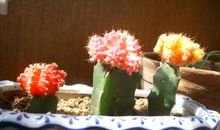 养花的乐趣作文