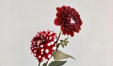 琼瑶经典语录语句