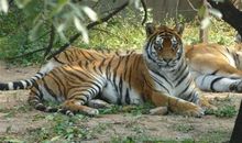 动物带给我们的启示