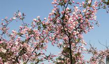 写海棠花的作文