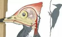 啄木鸟给人类的启示