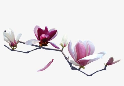 玉兰花的组成