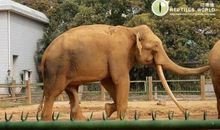 游动物园作文500字