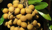 我爱故乡的龙眼作文